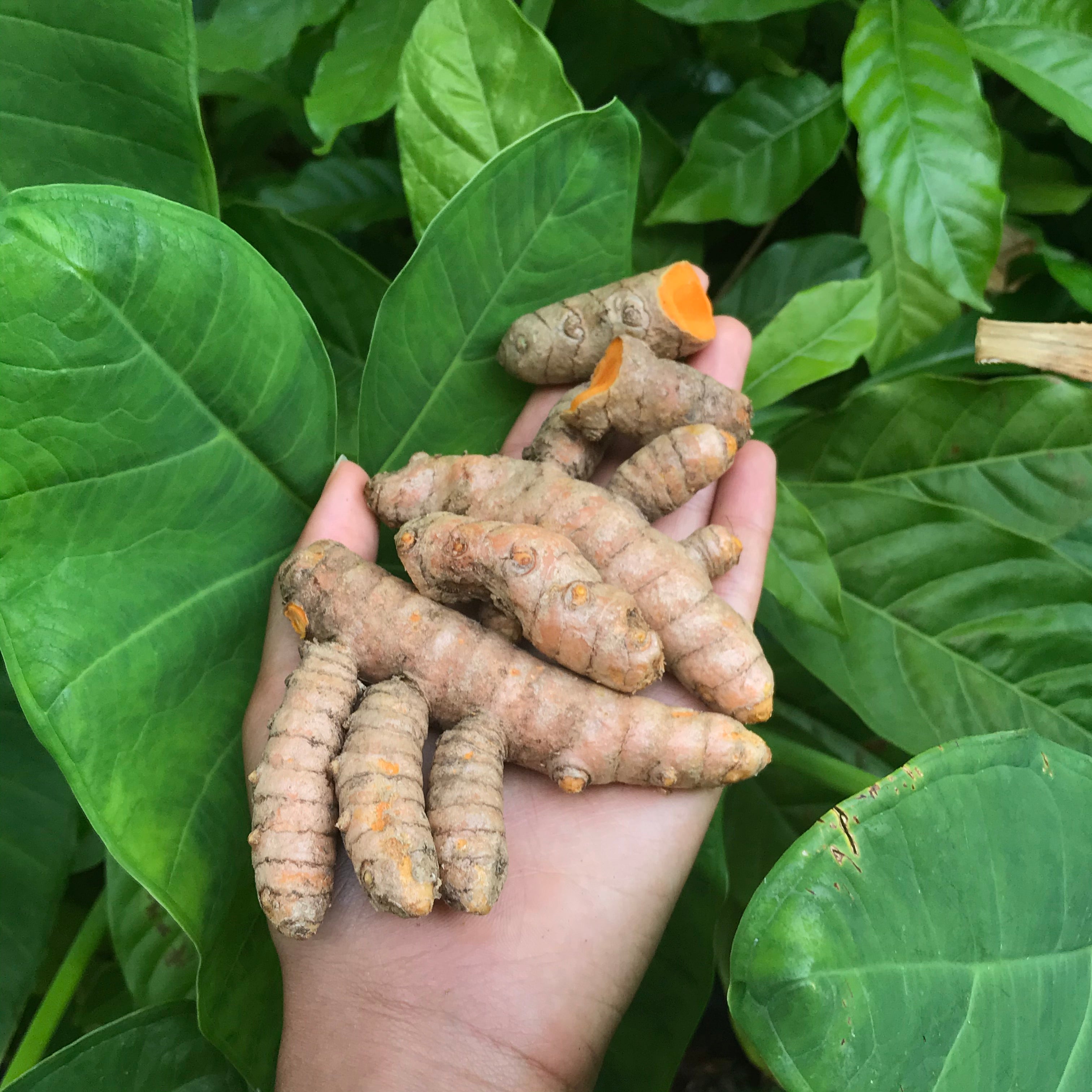 Sirop curcuma