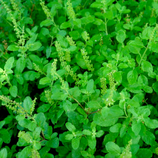 Sirop de basilic sacré - Tulsi